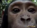 /bc8409687e-monkeys-discover-camera