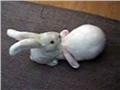 Rabbit Massage